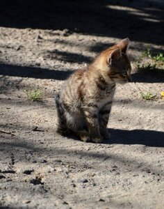 Cat kitten a young kitten photo