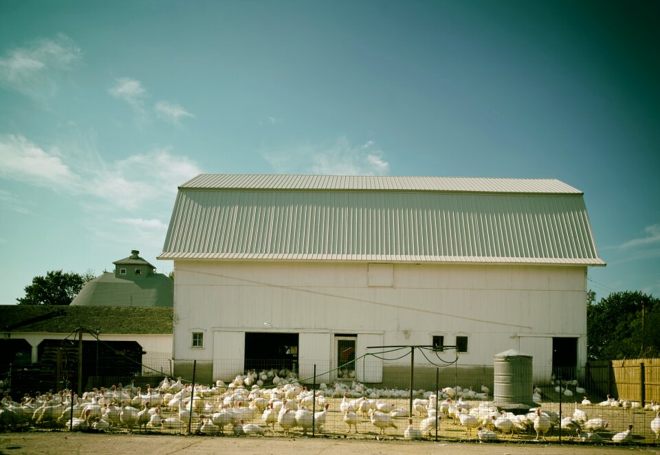 Illinois birds rural