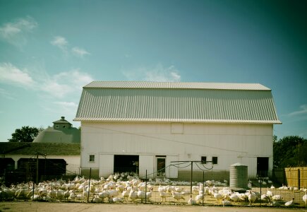 Illinois birds rural