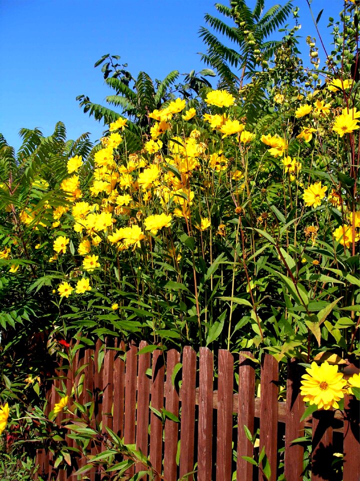 Plant nature flowers