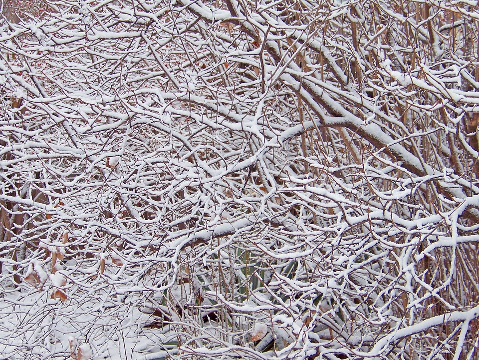 Winter christmas xmas