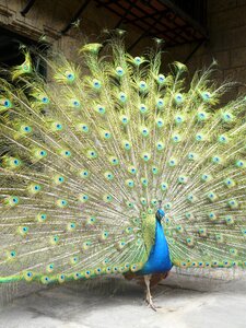Peacock bird peacock feathers