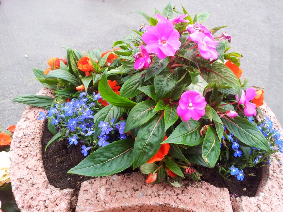 Flowerpot plant flowers