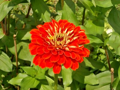 Zinnia elegans zinnia red flowers