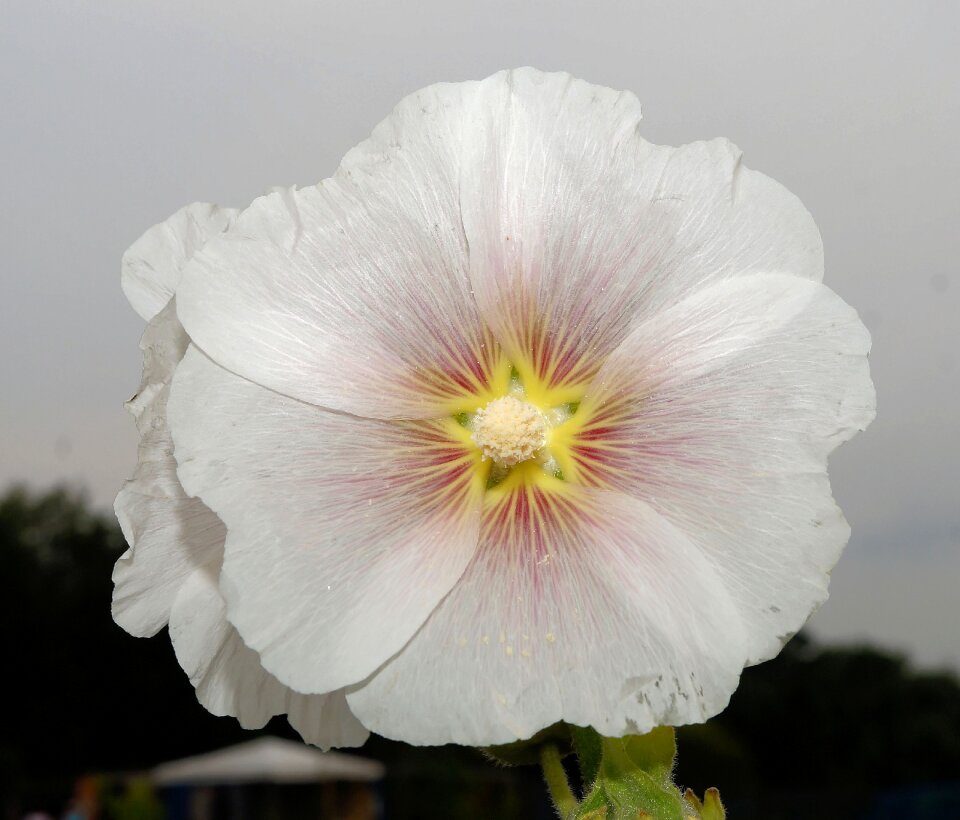 White close up beautiful