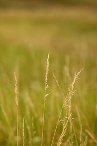 Green nature spikes photo