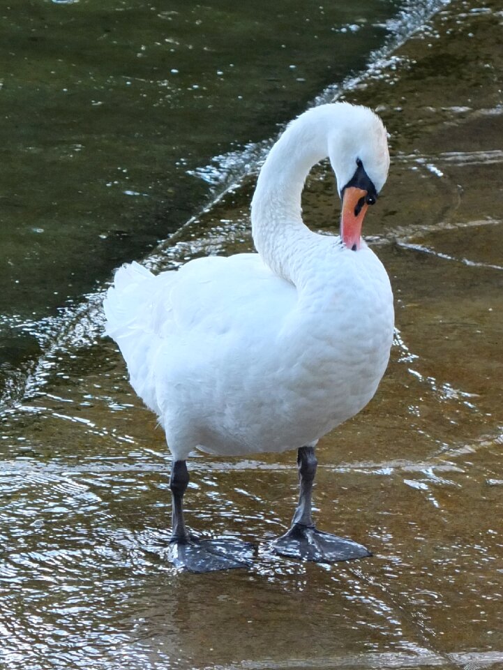 Elegant animal white