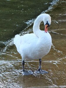 Elegant animal white