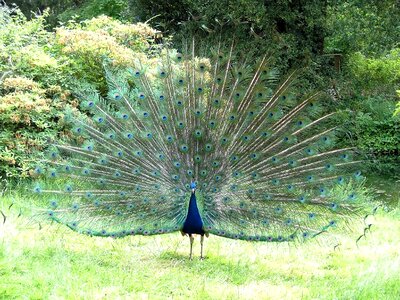 Feathers plumage male