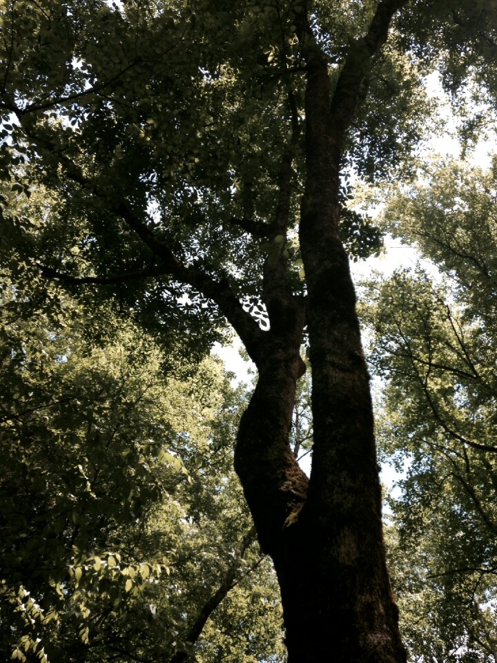 Environment summer nature