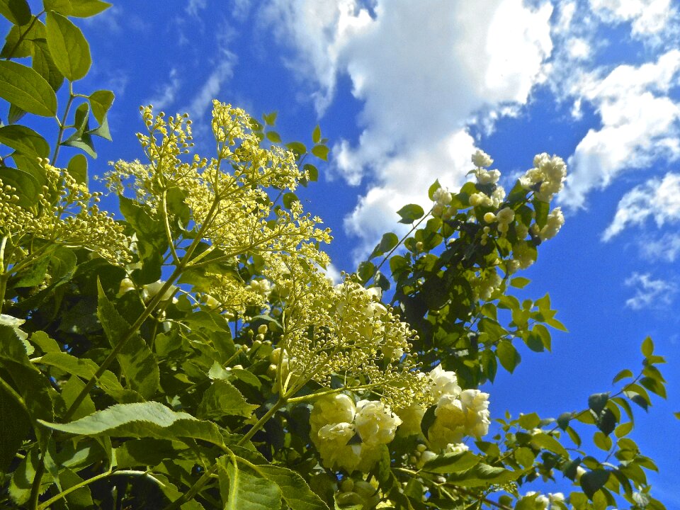 Summer nature tree