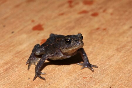 Amphibian cute frog prince photo