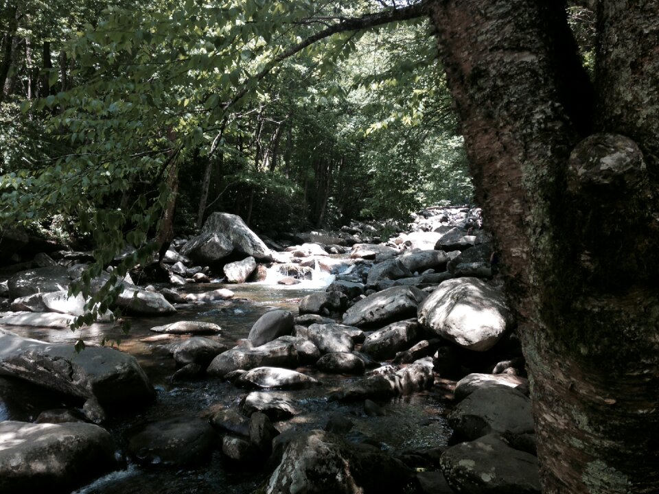 Creek mountain forest