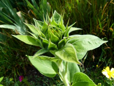 Plant button sun