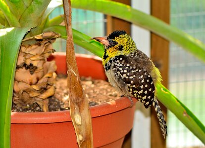 Nature wildlife tropical
