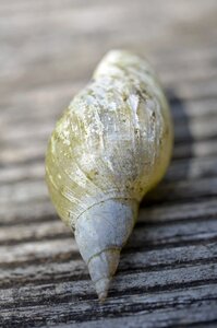 Shell snail Free photos