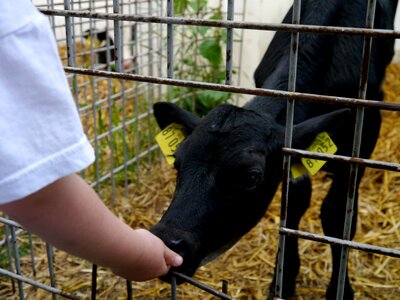 Stall black petting zoo