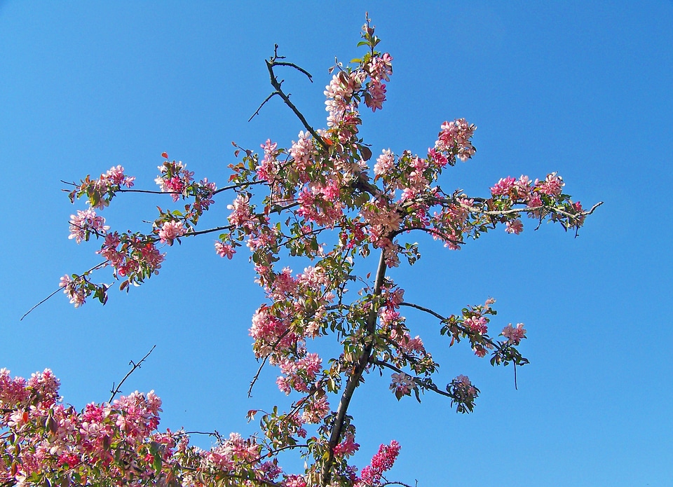 Plant blooming season