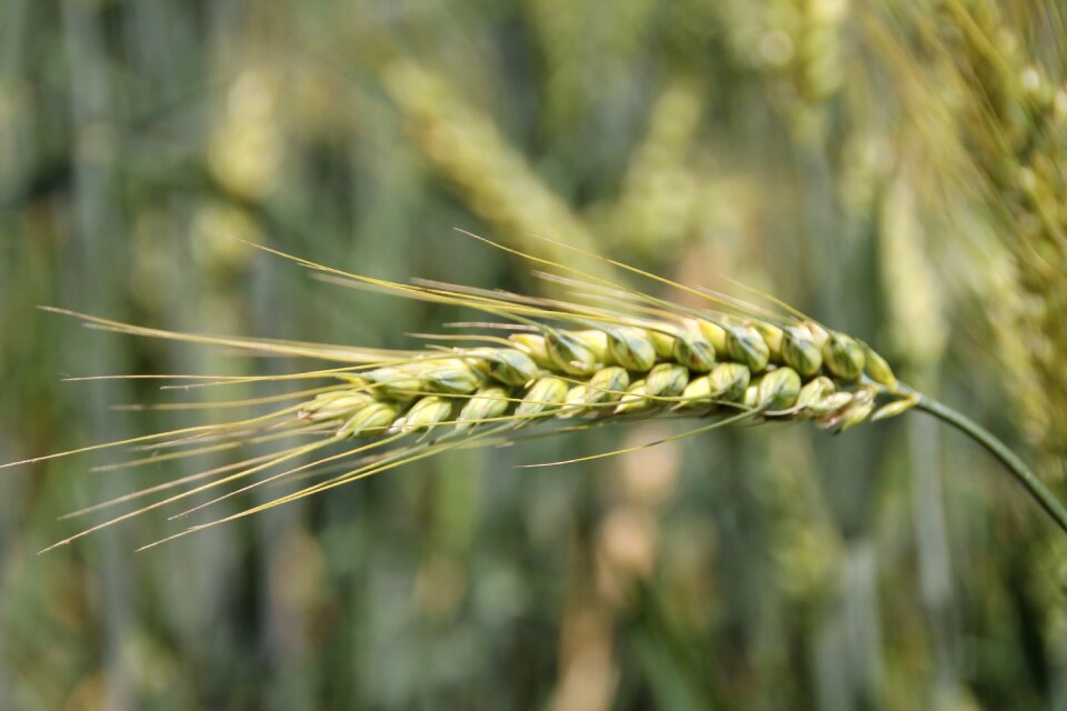 Grain field cornfield