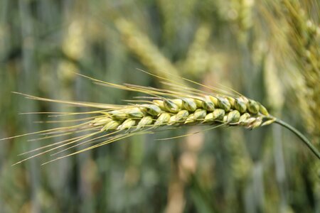 Grain field cornfield
