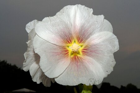 White close up beautiful