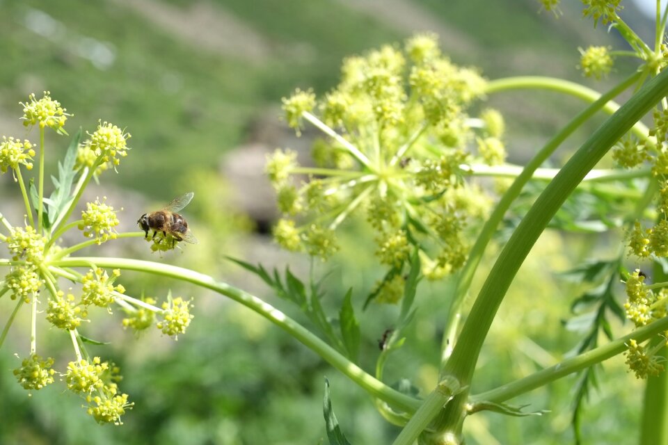 Nature yellow green