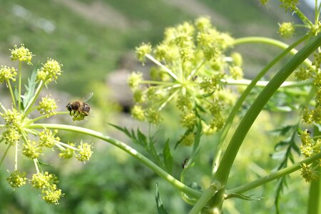 Nature yellow green