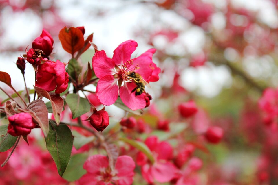 Pink bee branch