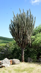 Plant nature caribbean photo