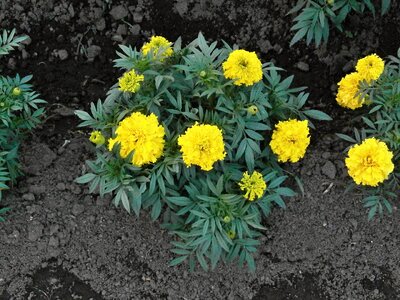 Yellow flowers summer flowers flower bed