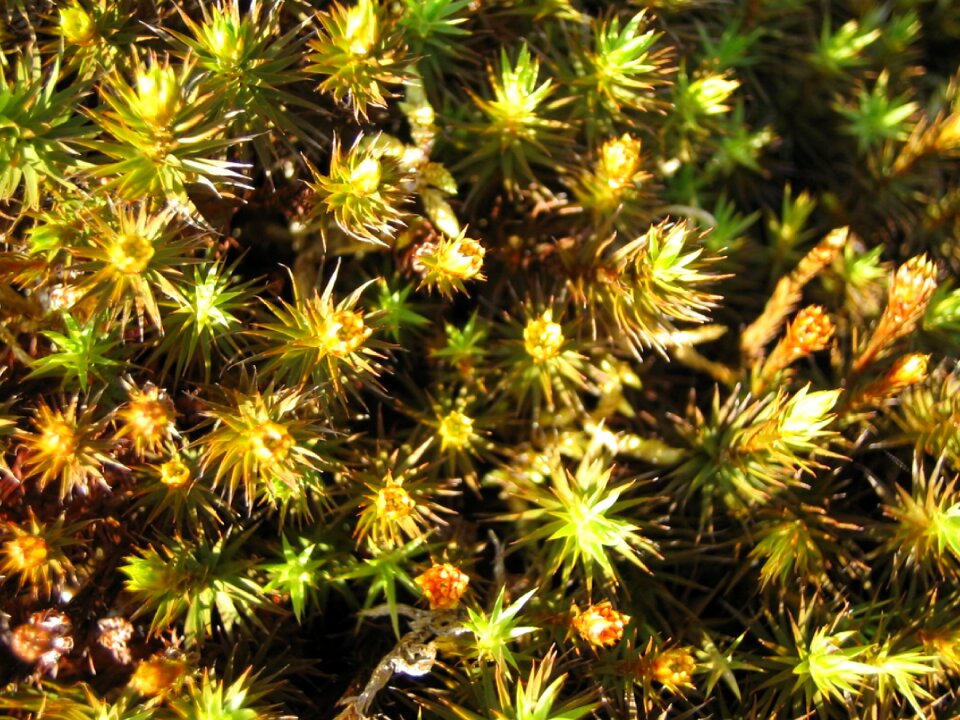 Green close up finland