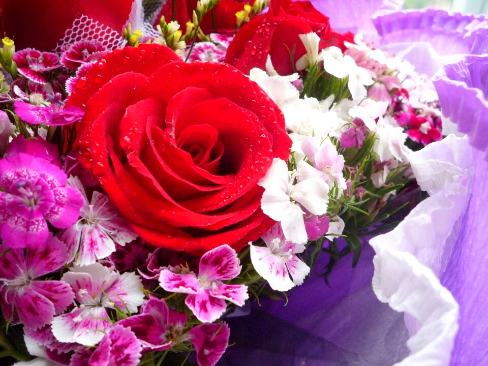Red rose plant beautiful