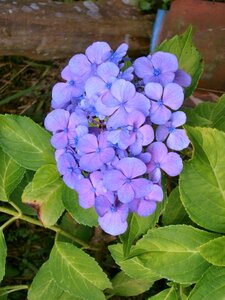 Hydrangea purple flowers Free photos photo