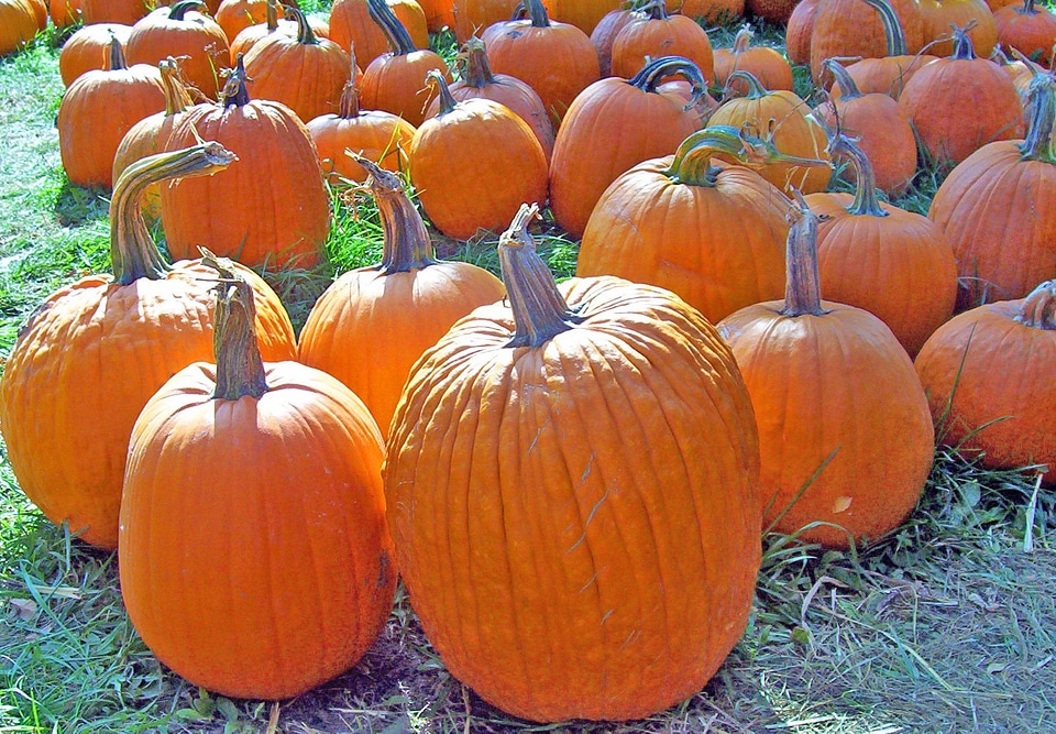 Halloween seasonal harvest