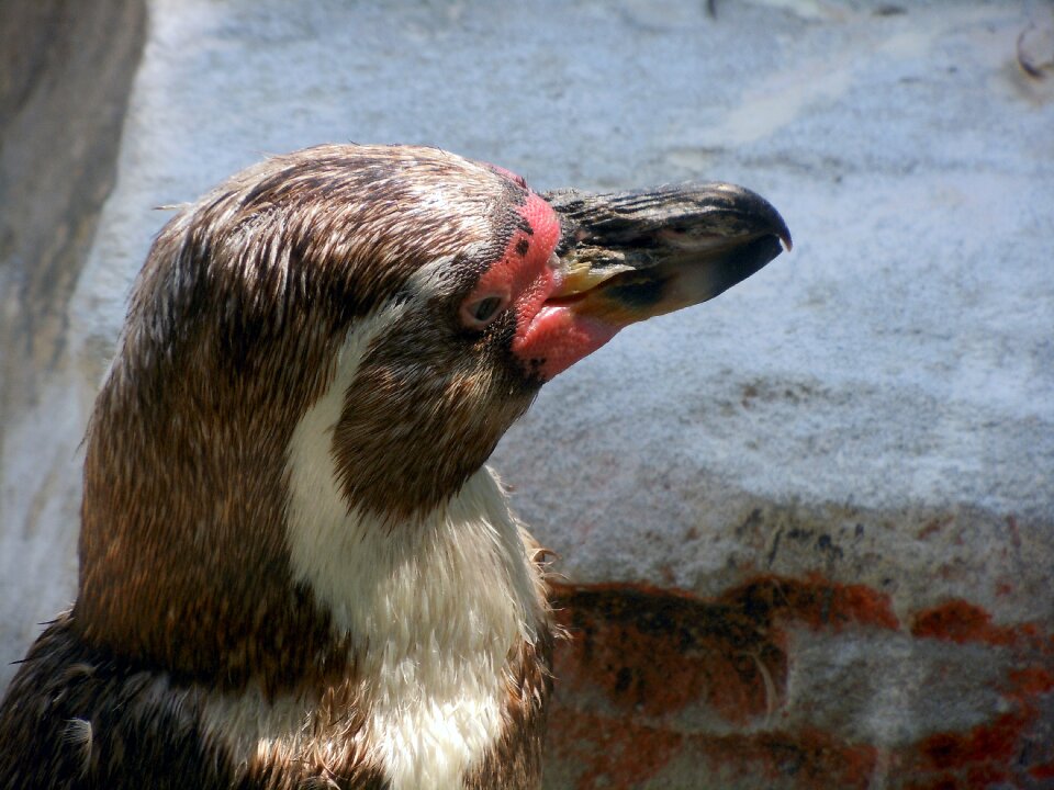 Penguin animal head close up