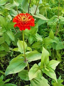 Zinnia elegans zinnia red flowers