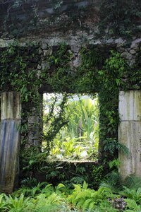 Stone vines plant old photo