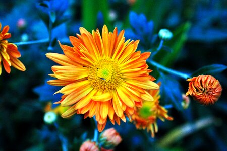 Soft orange yellow petals photo