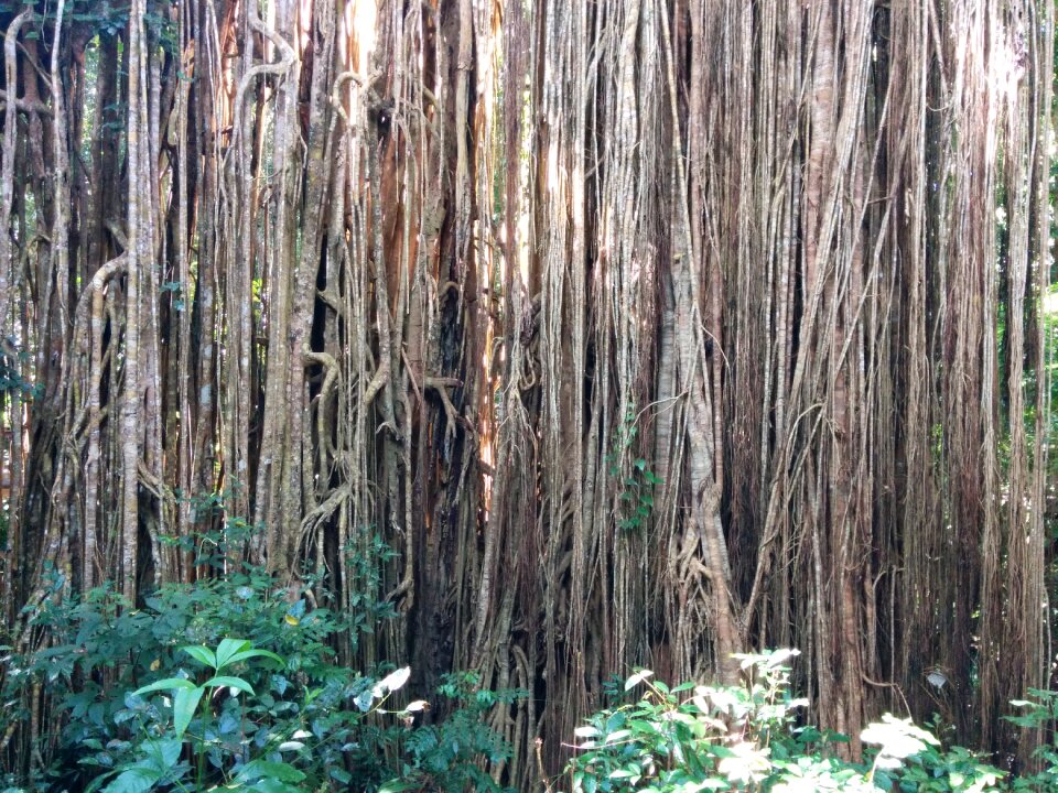 Forest plant tropical