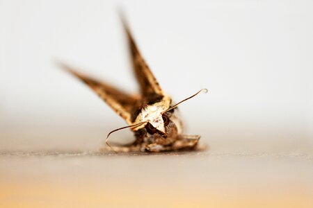 Moth macro butterfly