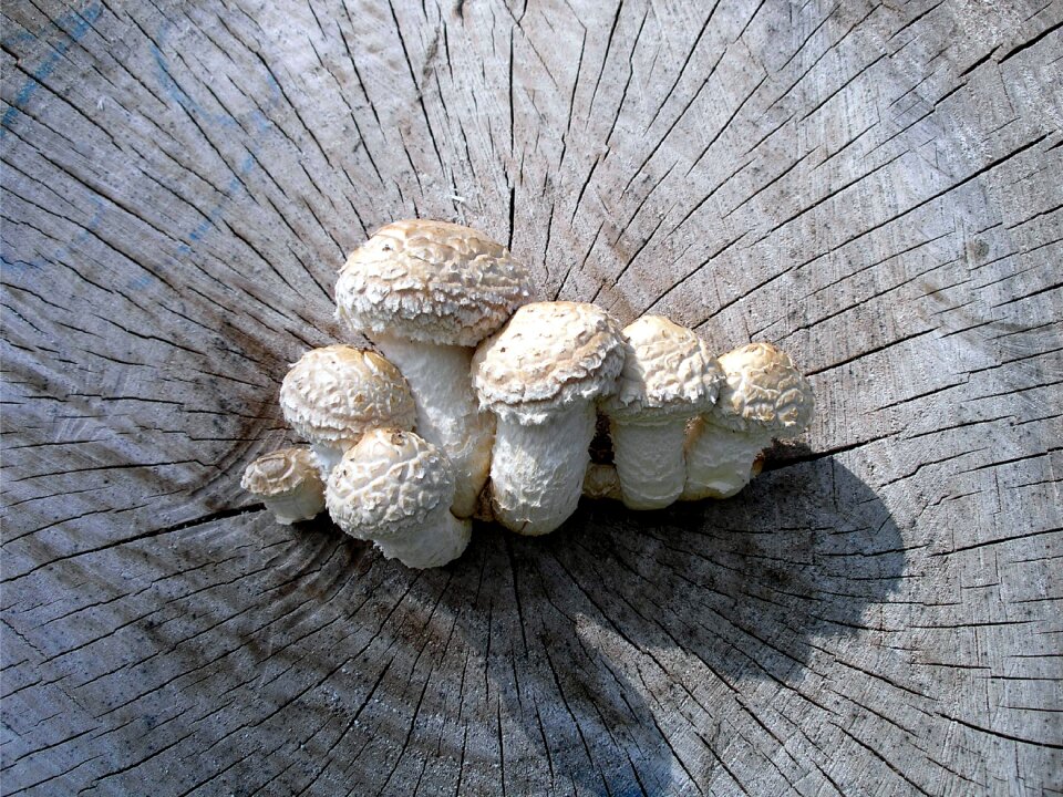 Nature tree scale