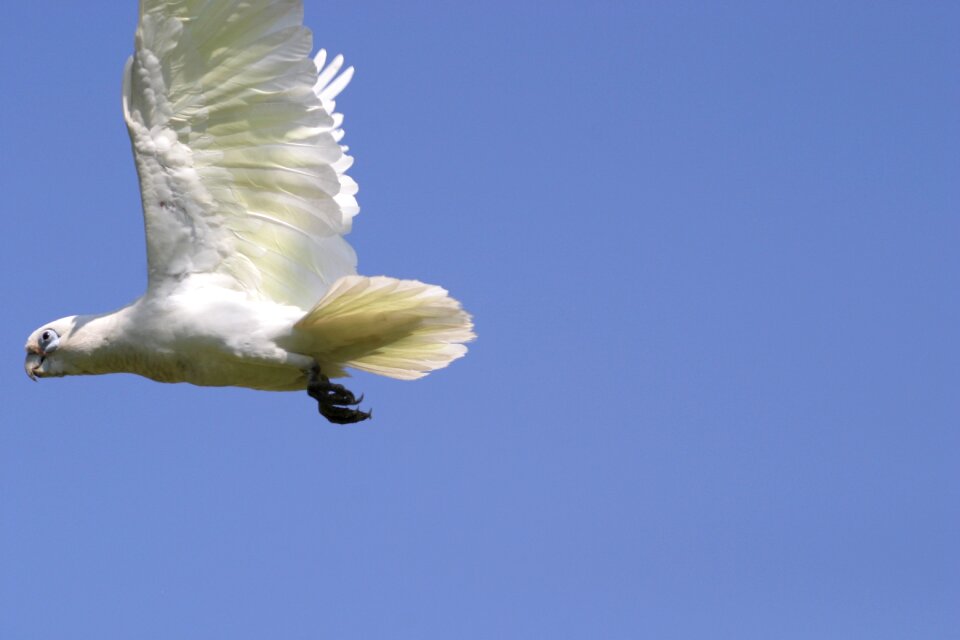 Flight parrot plumage