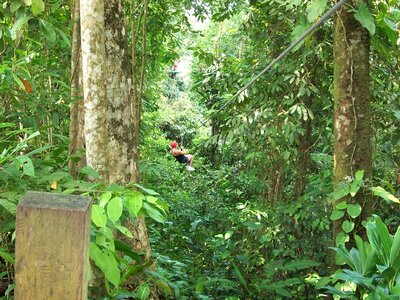 Extreme harness rainforest