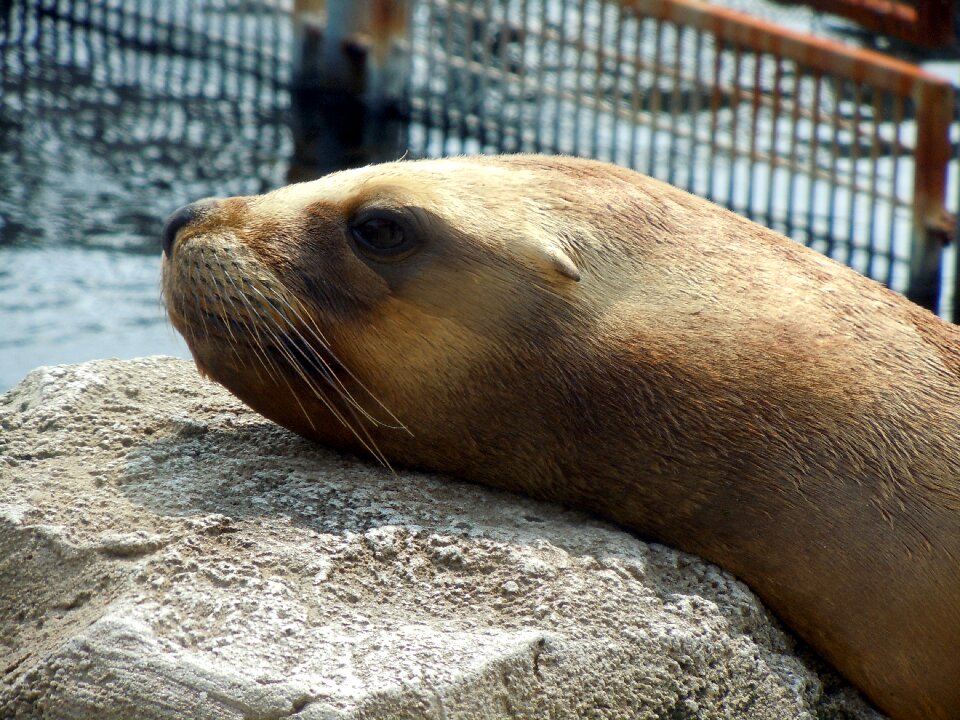 Head relaxed dormant