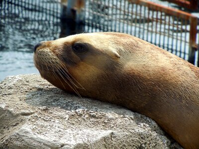 Head relaxed dormant