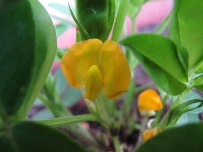 Yellow peanut garden