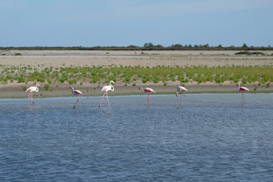 France wildlife bird