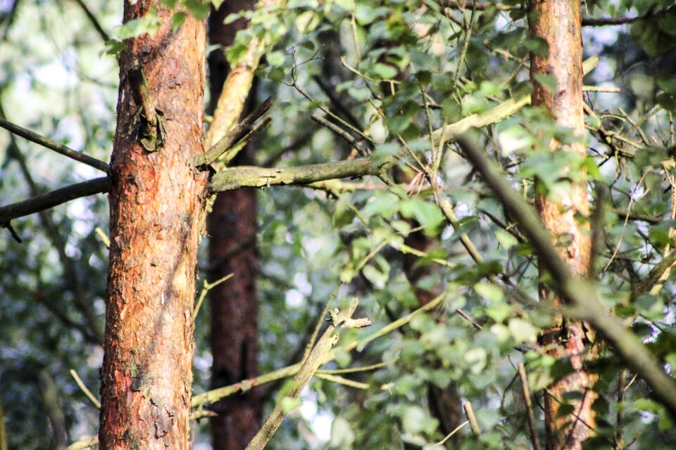 The bark branches foliage