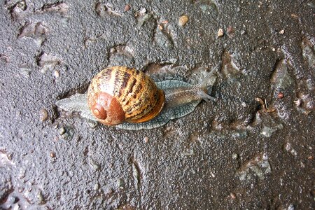 Nature snail shell photo