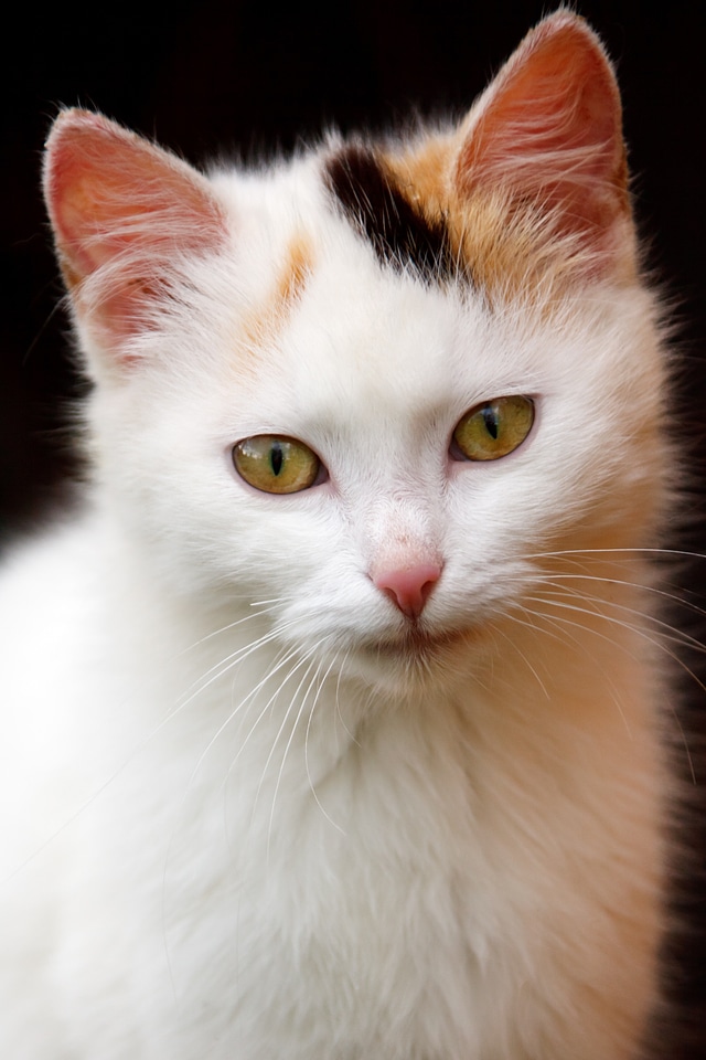 Domestic ears eye